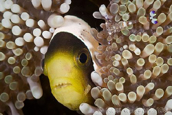 How many crusties can you see?  Anemone fish with some we... by Ross Gudgeon 